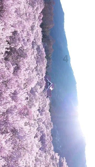 历史上真的苏妲己是怎么死的？